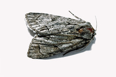 Acronicta psi