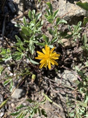 Agoseris aurantiaca