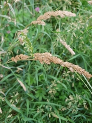 Dactylis glomerata