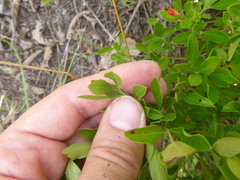 Vaccinium tenellum