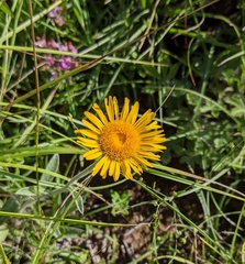 Pentanema montanum