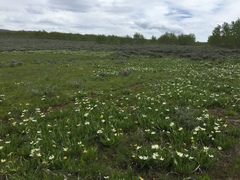 Wyethia helianthoides