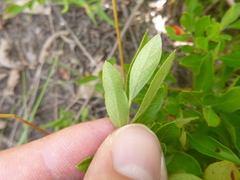 Vaccinium tenellum