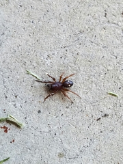 Asagena americana