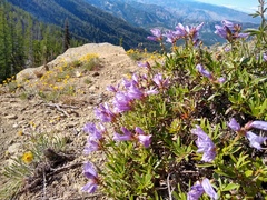 Penstemon fruticosus