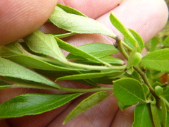 Vaccinium tenellum