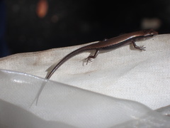 Scincella formosensis