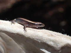 Scincella formosensis