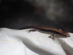 Scincella formosensis