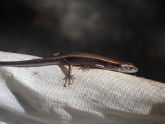 Scincella formosensis