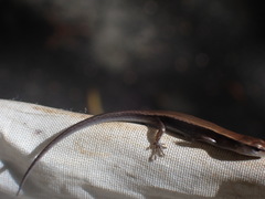 Scincella formosensis