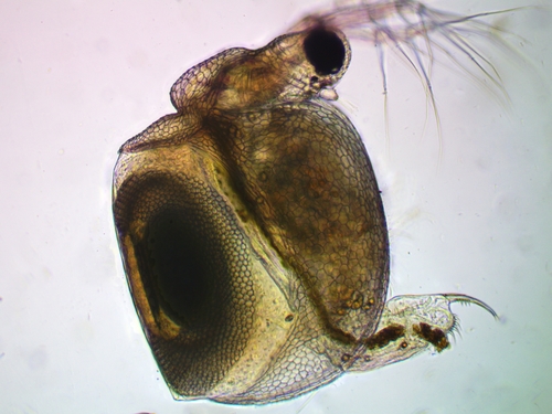 Representative image of Ceriodaphnia reticulata
