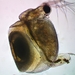 Ceriodaphnia reticulata - Photo (c) Ivan Sinkov, some rights reserved (CC BY), uploaded by Ivan Sinkov