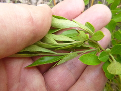 Vaccinium tenellum