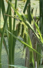 Carex pseudocyperus
