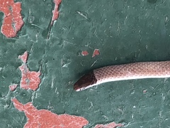 Tantilla