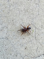 Asagena americana