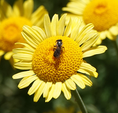 Halictus