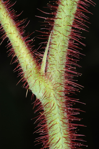 Paprastoji avietė nuotrauka