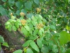 Spiraea flexuosa