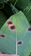 Pseudorhytisma bistortae