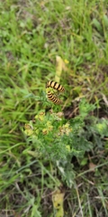 Tyria jacobaeae