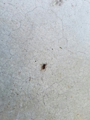 Asagena americana