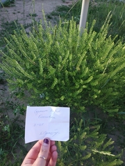 Lepidium densiflorum