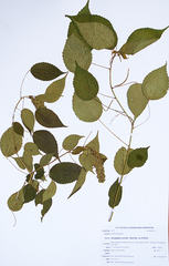 Acalypha ornata