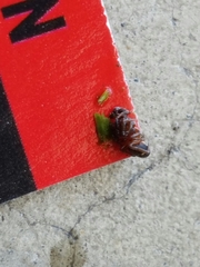 Asagena americana