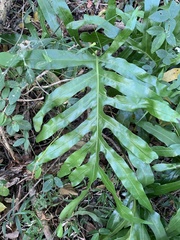 Phlebodium aureum