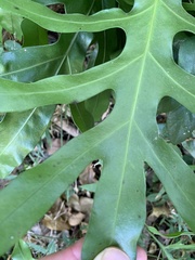 Phlebodium aureum
