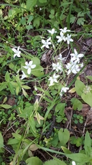Cerastium pauciflorum