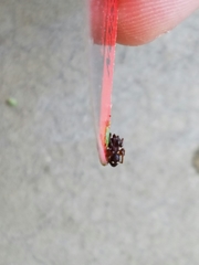 Asagena americana