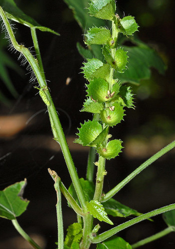 understorey false-nettle