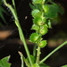 Understorey False-Nettle - Photo (c) Graeme White, some rights reserved (CC BY-NC), uploaded by Graeme White