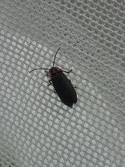 Lucidota atra