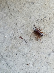 Asagena americana