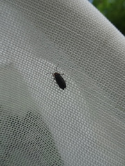 Lucidota atra
