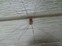 Leiobunum calcar