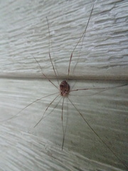 Leiobunum calcar