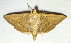 Geshna cannalis