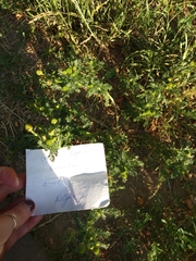 Matricaria discoidea