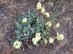 Eriogonum compositum