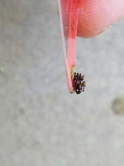 Asagena americana