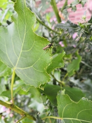 Cerceris