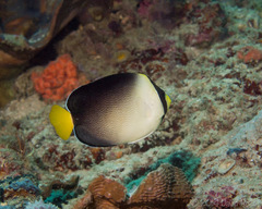 Chaetodontoplus mesoleucus