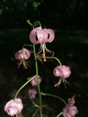 Lilium martagon
