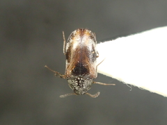 Trogoderma angustum
