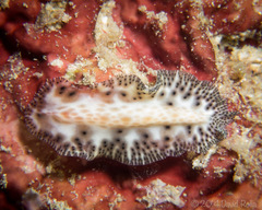 Maritigrella fuscopunctata